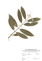 藏品(大錦蘭)的圖片